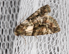 Pherechoa crypsichlora