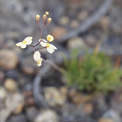 Stylidium spathulatum
