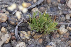 Stylidium spathulatum