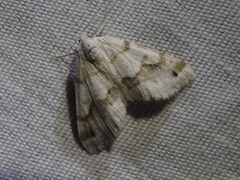 Macaria pallipennata