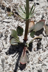 Stylidium diversifolium