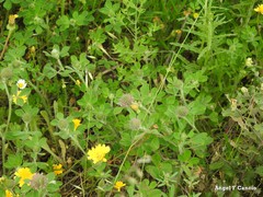 Trifolium hirtum