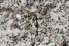 Stylidium assimile
