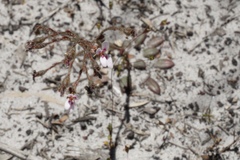 Stylidium assimile