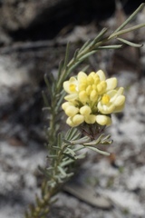 Comesperma flavum