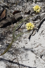 Comesperma flavum