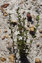 Orianthera serpyllifolia