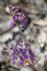 Stylidium violaceum