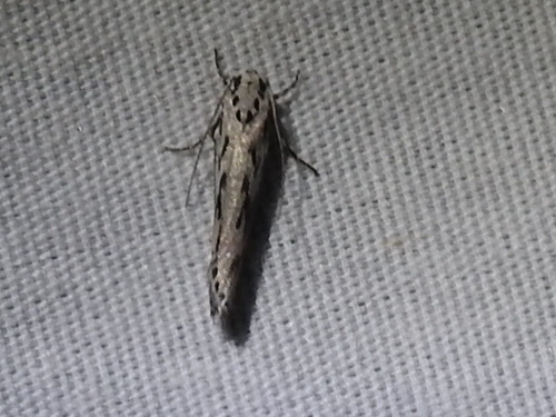 Ethmia semitenebrella photo 3