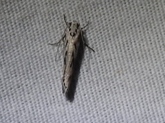 Ethmia semitenebrella