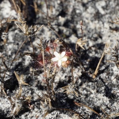 Drosera roseana