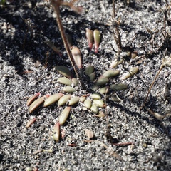 Stylidium assimile