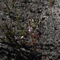Stylidium assimile