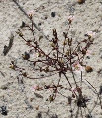 Stylidium calcaratum