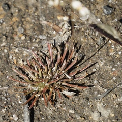 Stylidium caespitosum