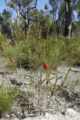 Melaleuca sparsa