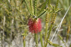 Melaleuca sparsa