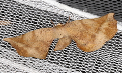 Parepisparis excusata