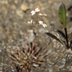 Stylidium caespitosum