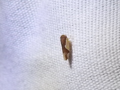 Norvellina pulchella