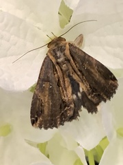 Ercheia
