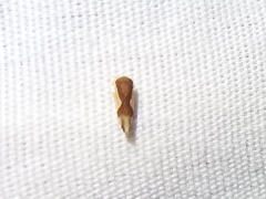 Norvellina pulchella