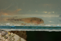 Odontophrynus