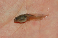 Odontophrynus