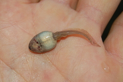 Odontophrynus