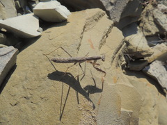 Bolivaria brachyptera