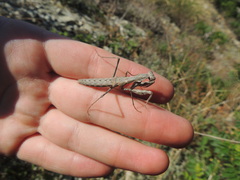 Bolivaria brachyptera