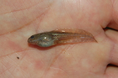 Odontophrynus