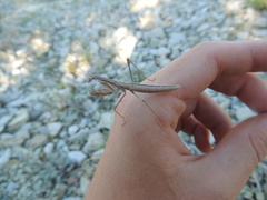 Bolivaria brachyptera