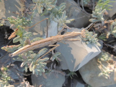 Bolivaria brachyptera