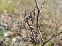 Bolivaria brachyptera