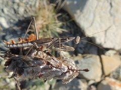 Bolivaria brachyptera