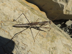 Bolivaria brachyptera