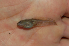 Odontophrynus