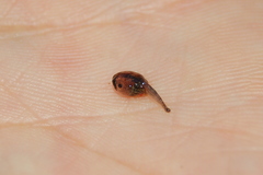 Elachistocleis bicolor