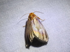 Eulithosia plesioglauca