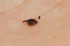 Elachistocleis bicolor