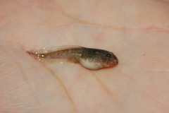 Odontophrynus