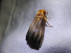 Eulithosia plesioglauca