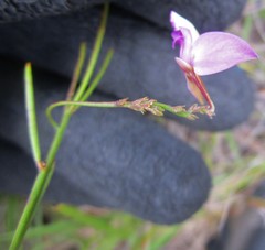 Polygala refracta
