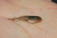 Odontophrynus