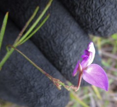 Polygala refracta