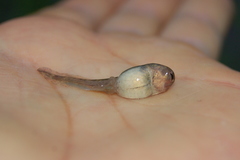Odontophrynus