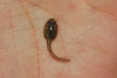 Odontophrynus