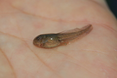 Odontophrynus