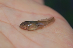 Odontophrynus